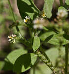 Fourspike heliotrope